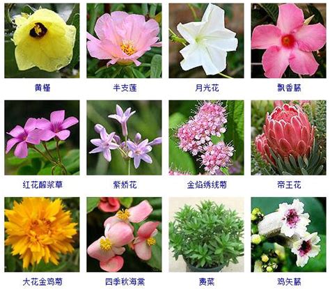 花的名字和图片|花卉图片大全丨花百科百花图谱